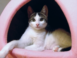 Macska fekhely készítése – olcsó megoldás házilag