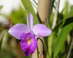 Az orchidea gondozása